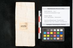 Foto (Objekt + Etikett) von Cinnamomum lanceolatum Unger (NHMW-GEO-2024-0188-8125)
